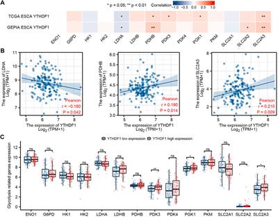 Comprehensive Analysis of YTHDF1 Immune Infiltrates and ceRNA in Human Esophageal Carcinoma